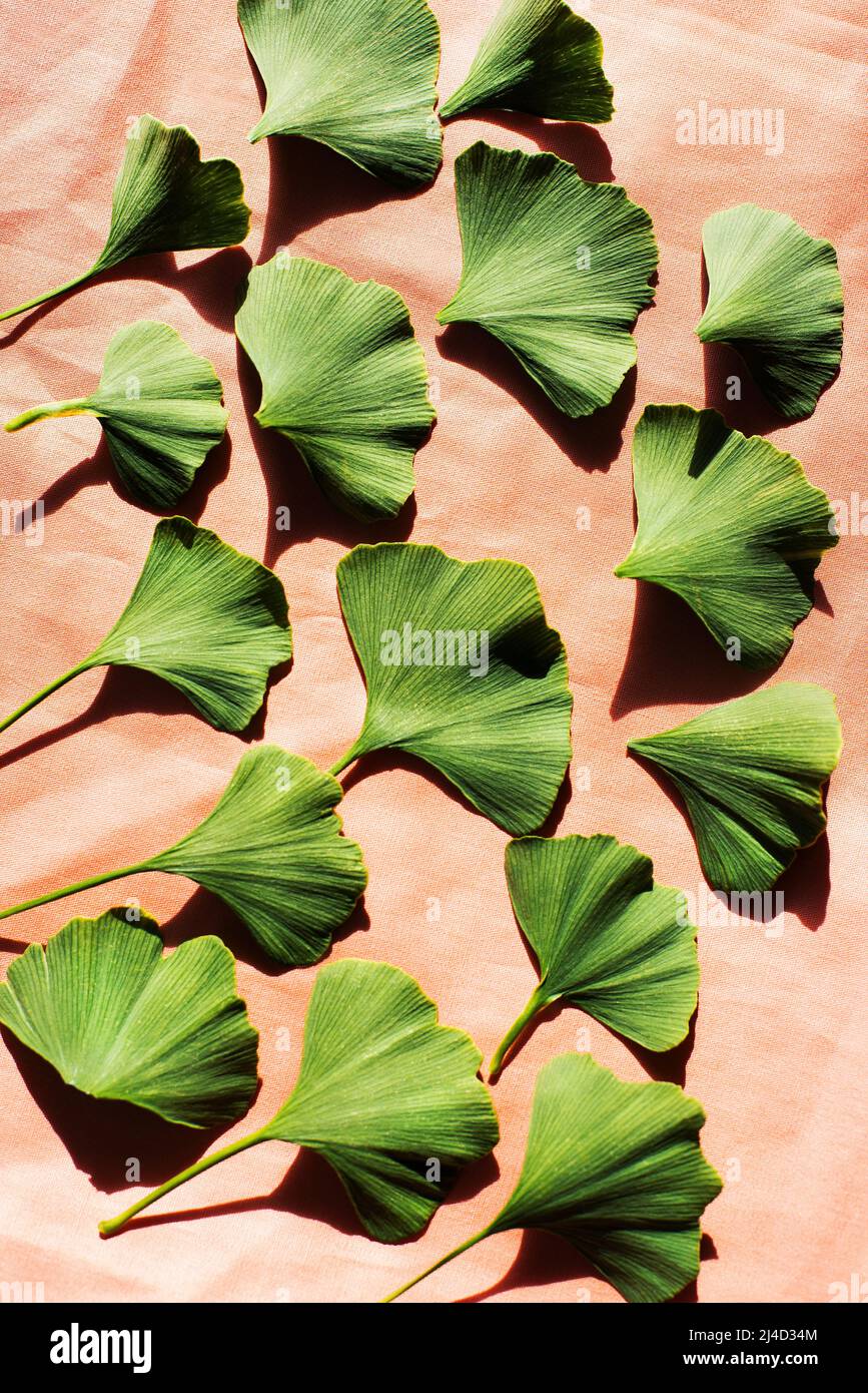 Primo piano di foglie di ginkgo Foto Stock