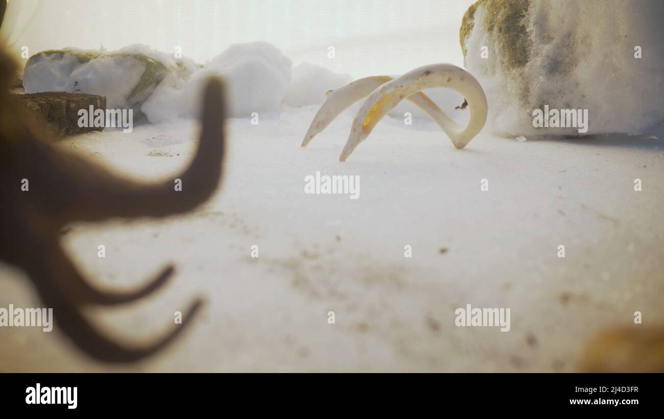 Mammoth giocattolo nella neve. Mammoth in un freddo paesaggio nevoso. Foto Stock