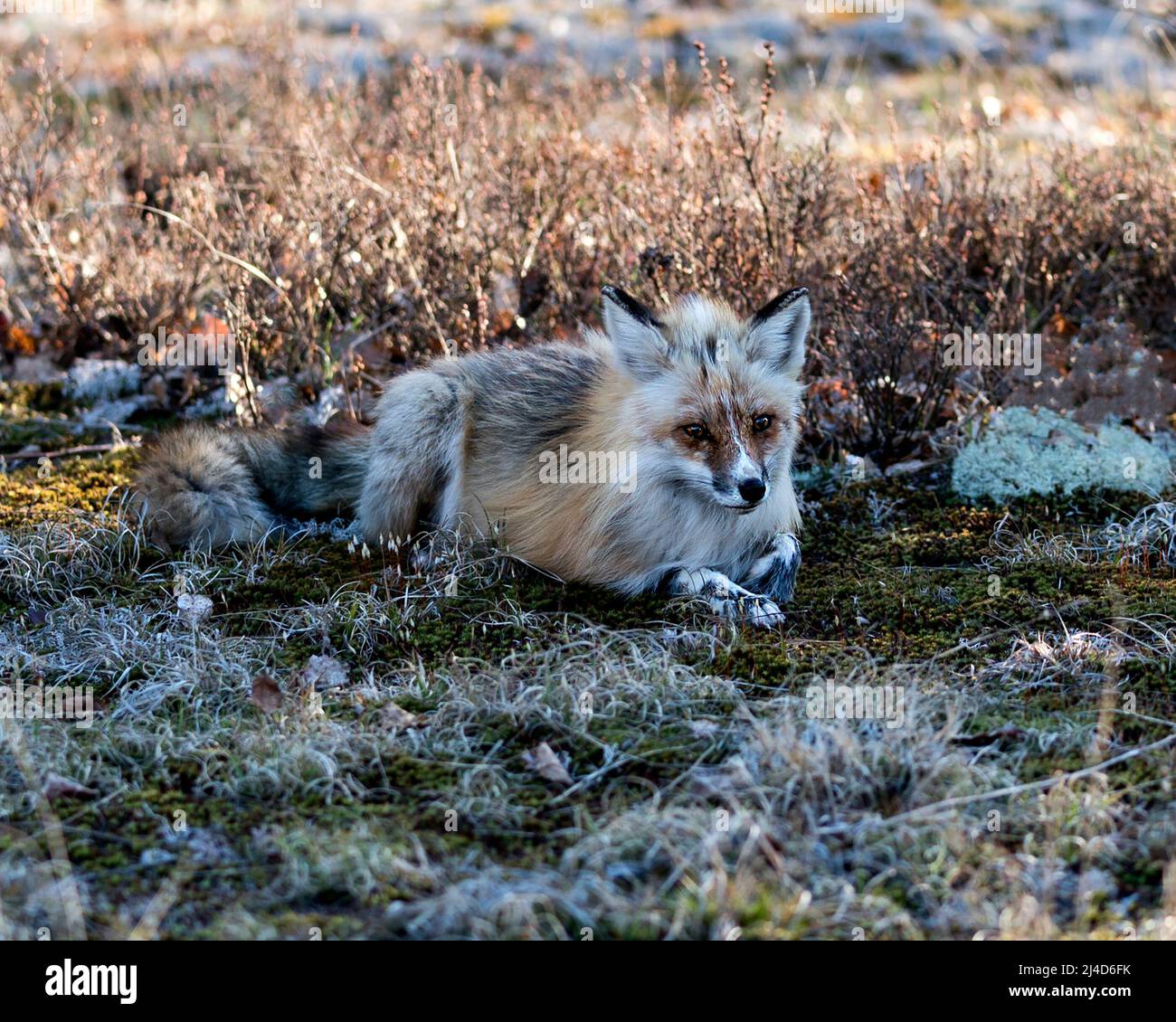 Vista ravvicinata del profilo Red Fox che si stenderà sul muschio con uno sfondo sfumato nel suo ambiente e habitat. Immagine Fox. Immagine. Verticale. Foto Stock