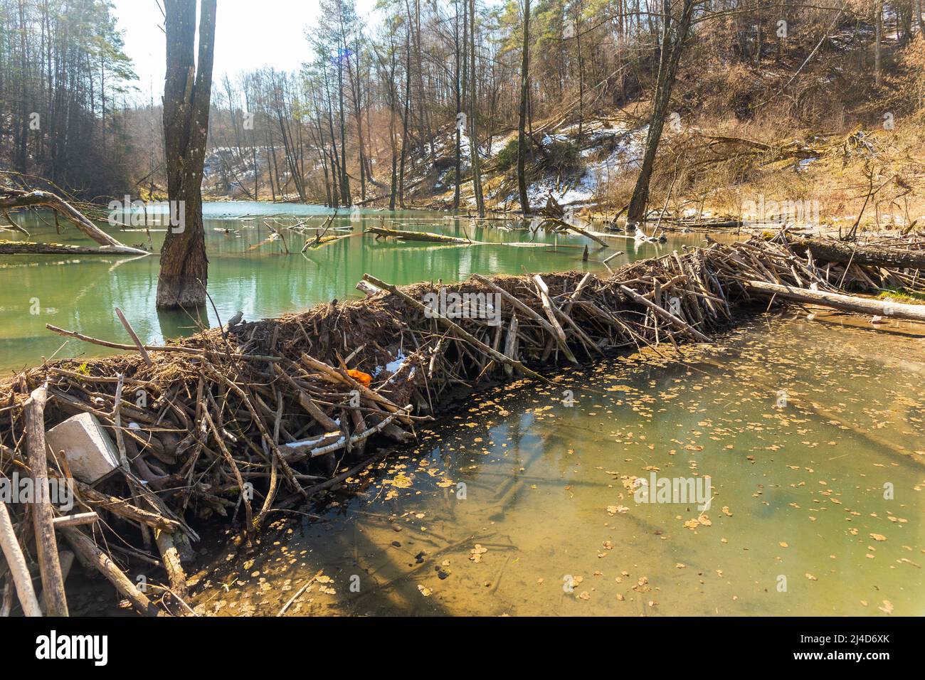 Grande diga di castoro che allagò paludi e creò il lago in Bielorussia Foto Stock