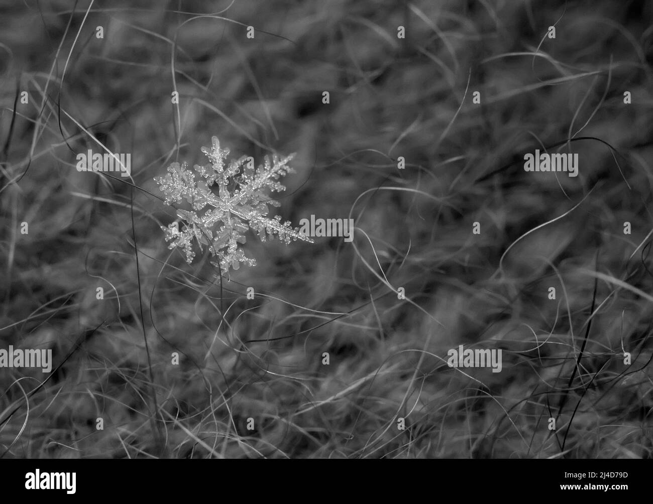 Primo piano di fiocco di neve ghiacciato naturale su sfondo di lana nera. Macro. Monocromatico. Foto Stock