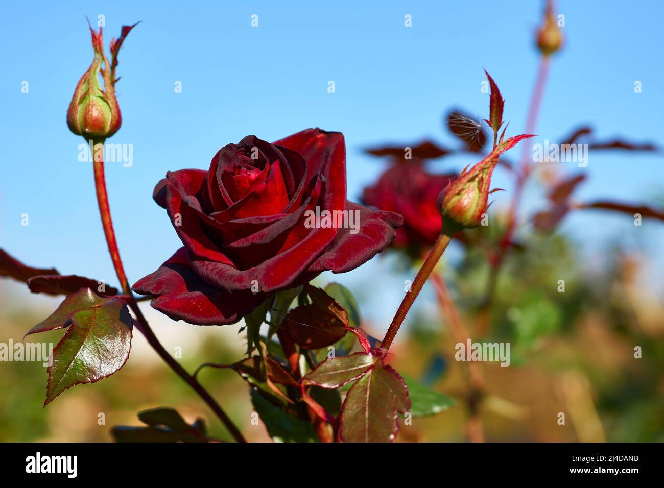 Rosa rossa con germogli giovani della famiglia magica nera in una giornata verde soleggiata Foto Stock