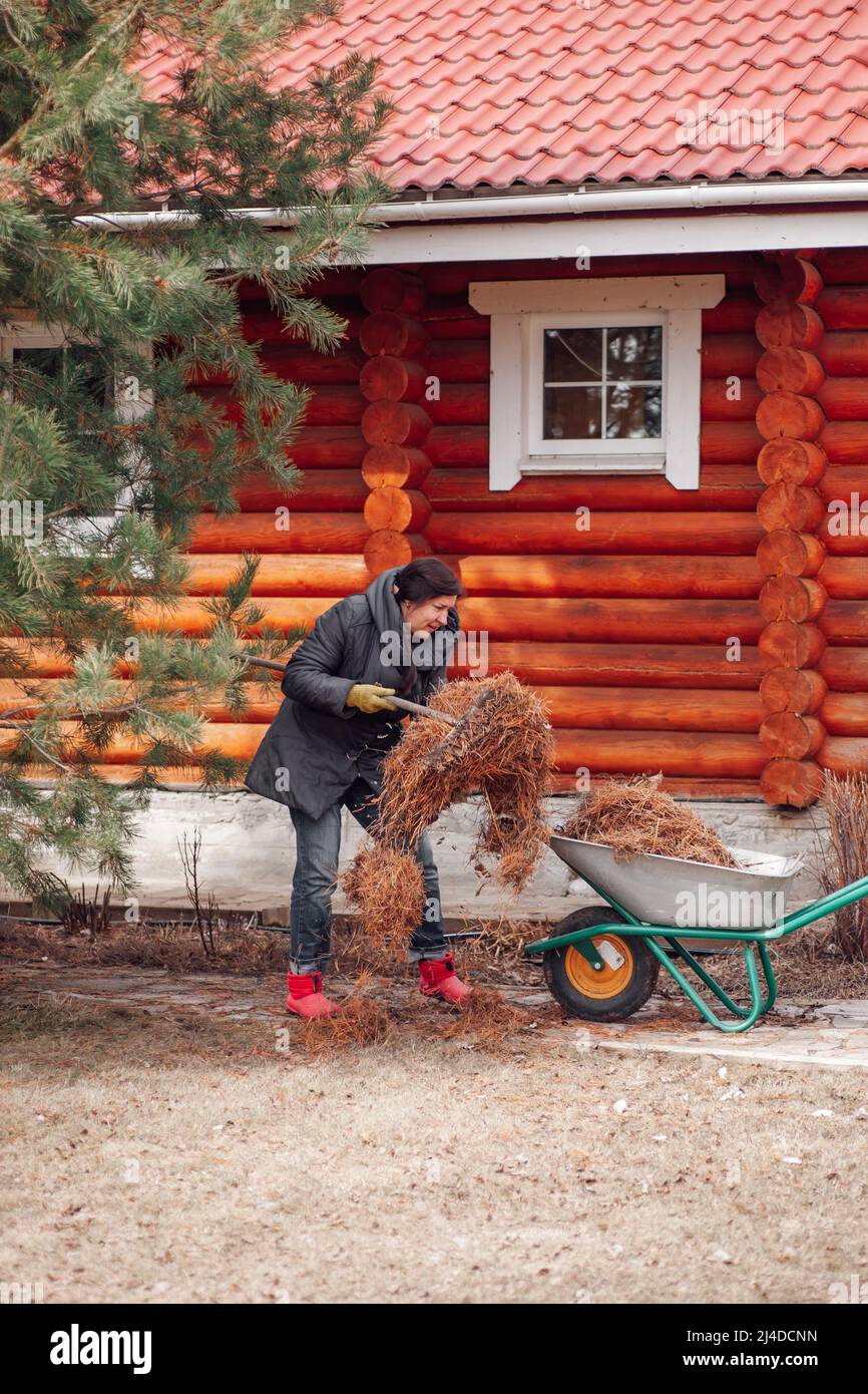 Donna lavoratore in giacca da campo, raccogliendo vecchi aghi di pino secco in carretto carriola in giardino. Cura e giardinaggio piante Foto Stock