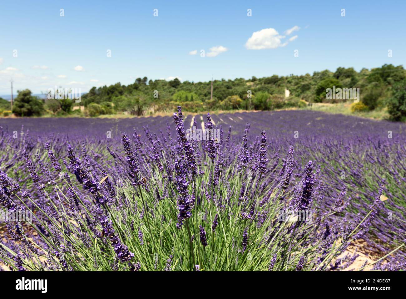 Un cespuglio di lavanda in fiore riempie lo sfondo di un campo viola delimitato da alberi verdi sotto un cielo estivo blu in Provenza, Francia. Foto Stock