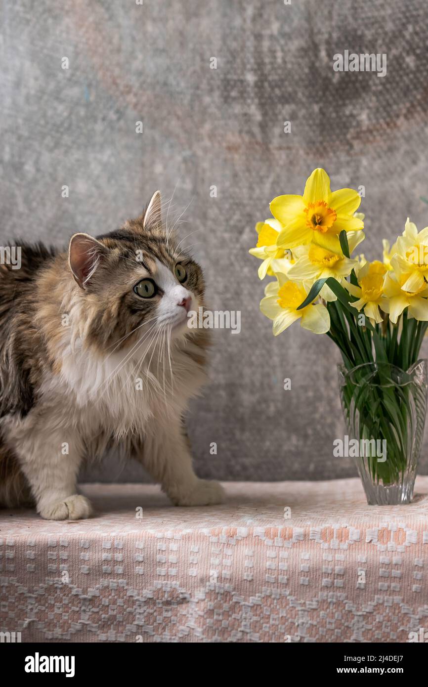 bel gatto dai capelli lunghi con un petto bianco, grandi occhi verdi e un naso rosa. guarda la fotocamera, posa. posiziona il testo Foto Stock