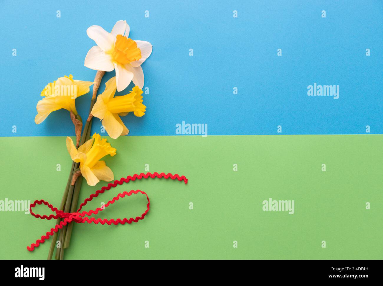 I narcisi si prestano in uno stile piatto su carta verde e blu con spazio negativo per il testo Foto Stock
