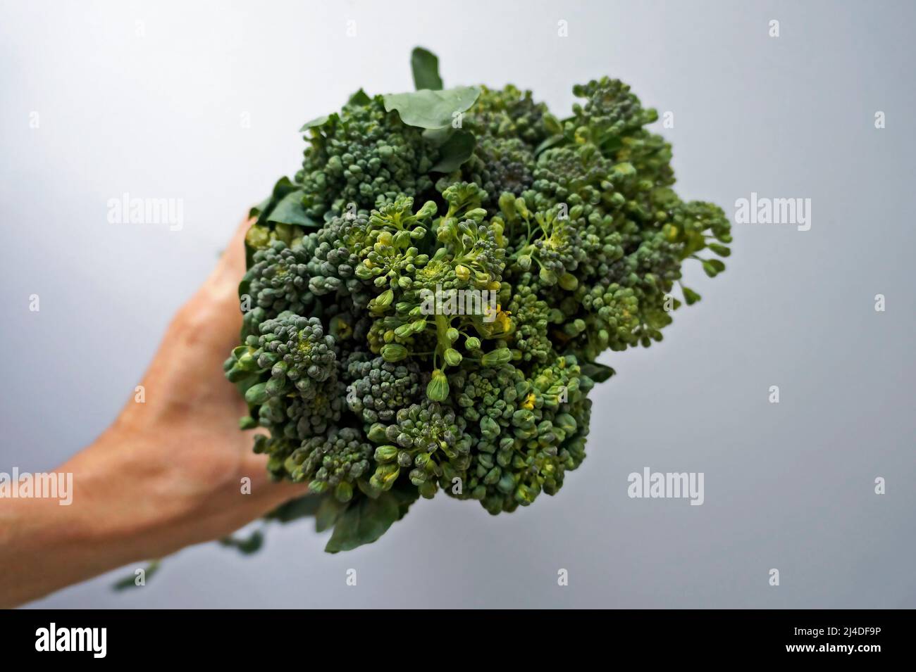 Broccoli a portata di mano su sfondo luminoso Foto Stock