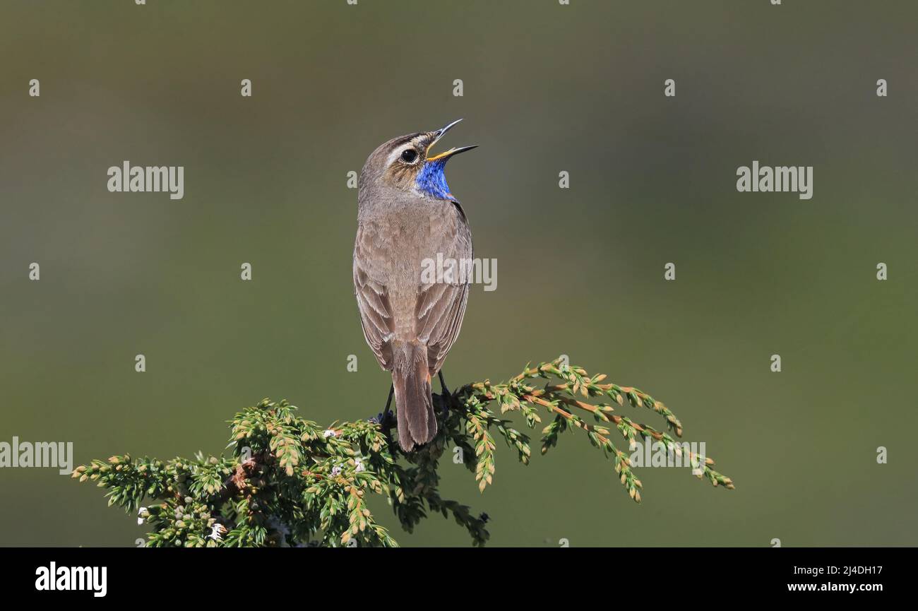 Bluegola, Luscinia svecica, cantando da albero di Juniper Foto Stock