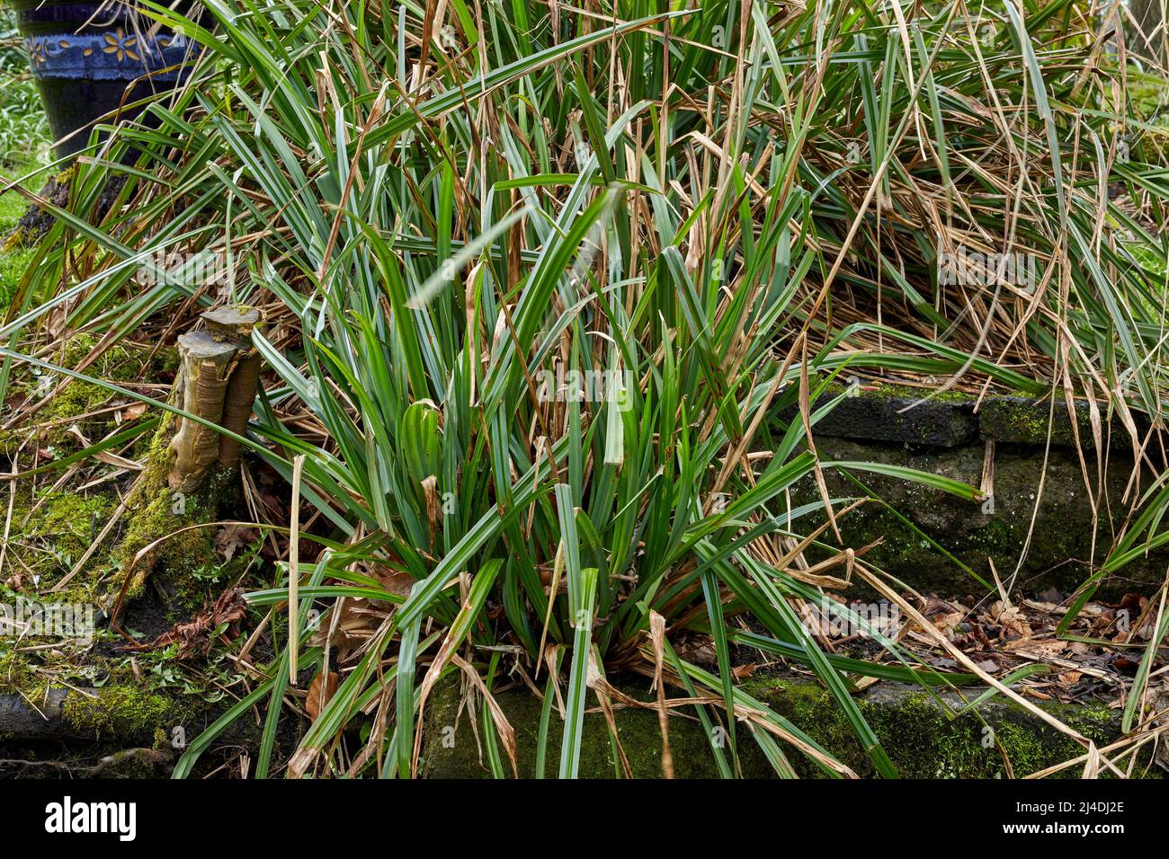 Nut Sedge che cresce nel piccolo giardino moorland a 900ft nel North Yorkshire Foto Stock