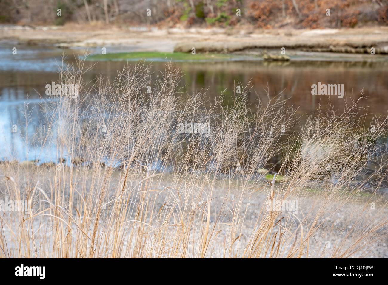 Erba vicino al fiume, Long Island Sound Foto Stock