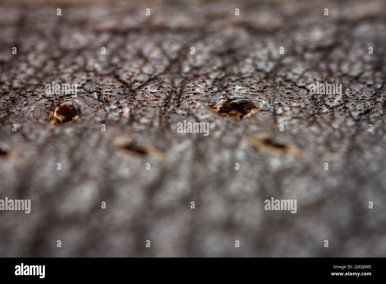 Closeup estremo di una pelle, deph poco profondo di campo. Macro per pelle marrone. Messa a fuoco selettiva. Foto Stock