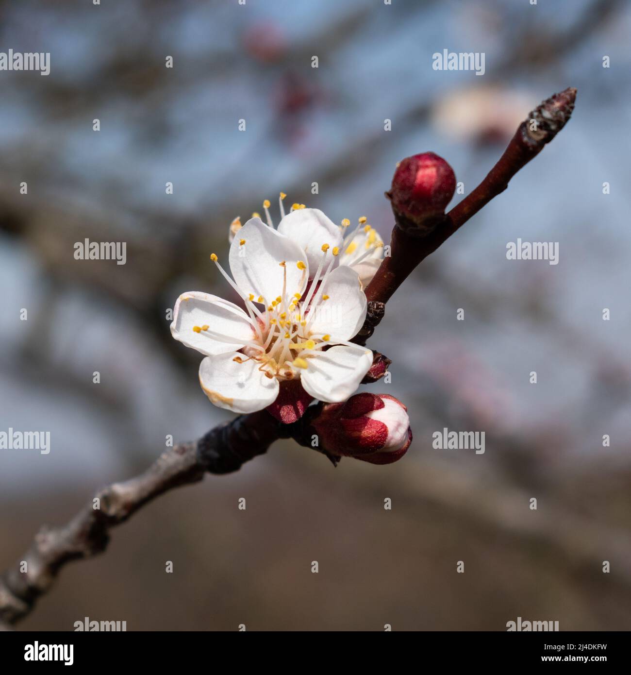 Fiori e boccioli su albicocca ramoscello in primo piano, infiorescenza di frutta in primavera soleggiato giorno, albicocca in fiore macro Foto Stock