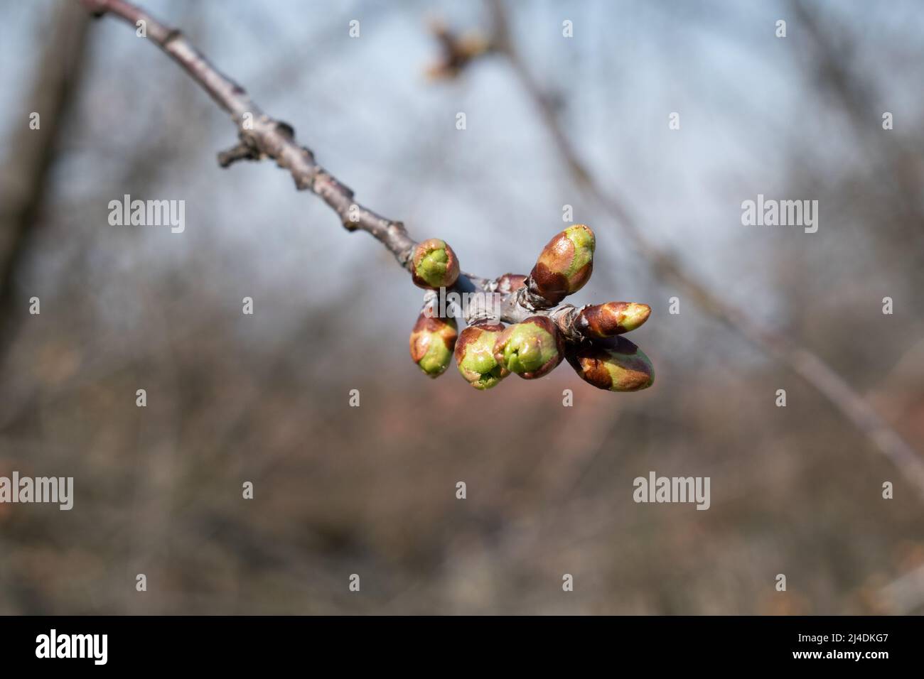 Germogli rigonfi di verde ciliegia in primavera, fiori di ciliegia twig in fiore Foto Stock