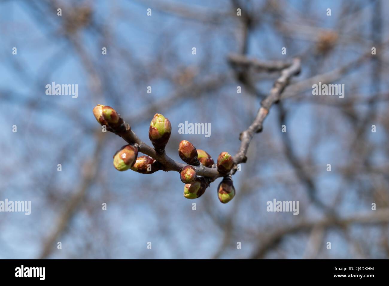 Germogli rigonfi di verde ciliegia in primavera, fiori di ciliegia twig in fiore Foto Stock