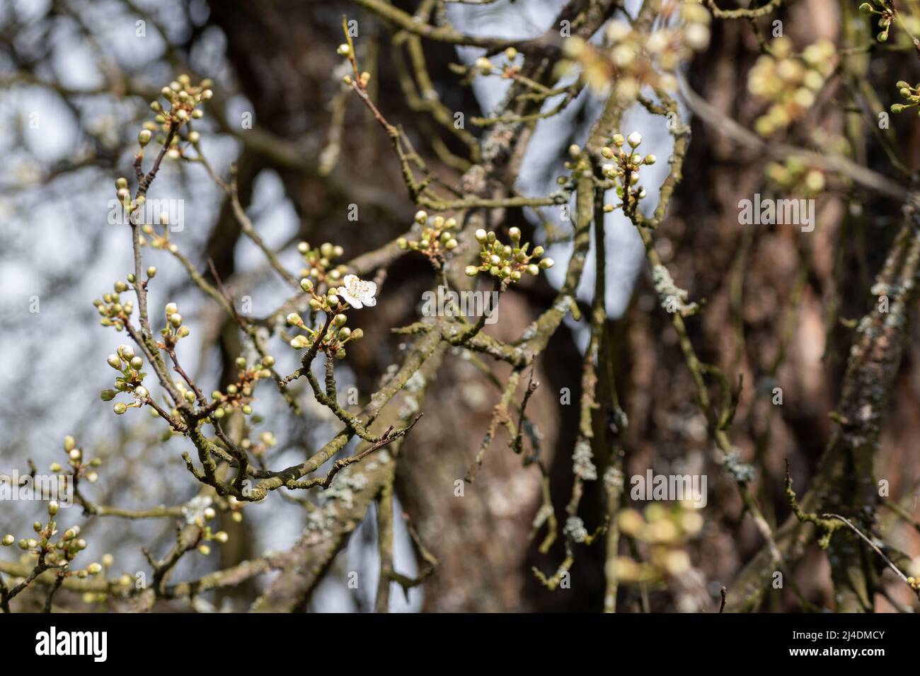 Primo piano di ciliegia prugna o mirobalana prugna, prunus cerasifera, fiori di albero durante la soleggiata primavera Foto Stock