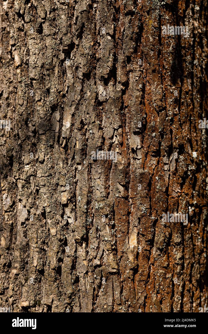 Macro shot di struttura e sfondo di corteccia di alberi antichi, carta da parati con motivi naturali e organici. Foto di alta qualità Foto Stock