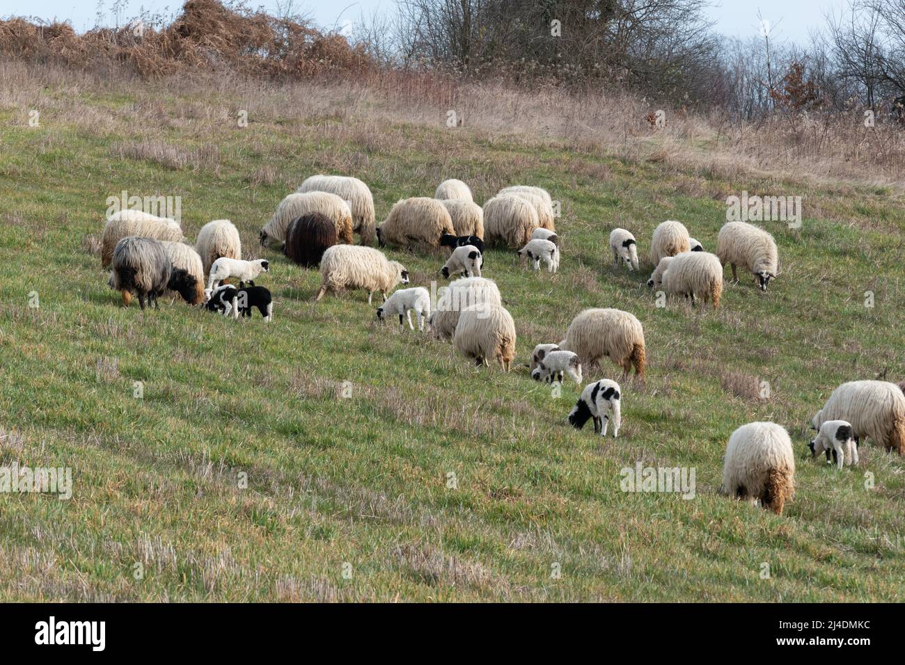 Gregge di pecore con agnelli pascolo erba su collina in primavera, animali domestici in pascolo con prole Foto Stock