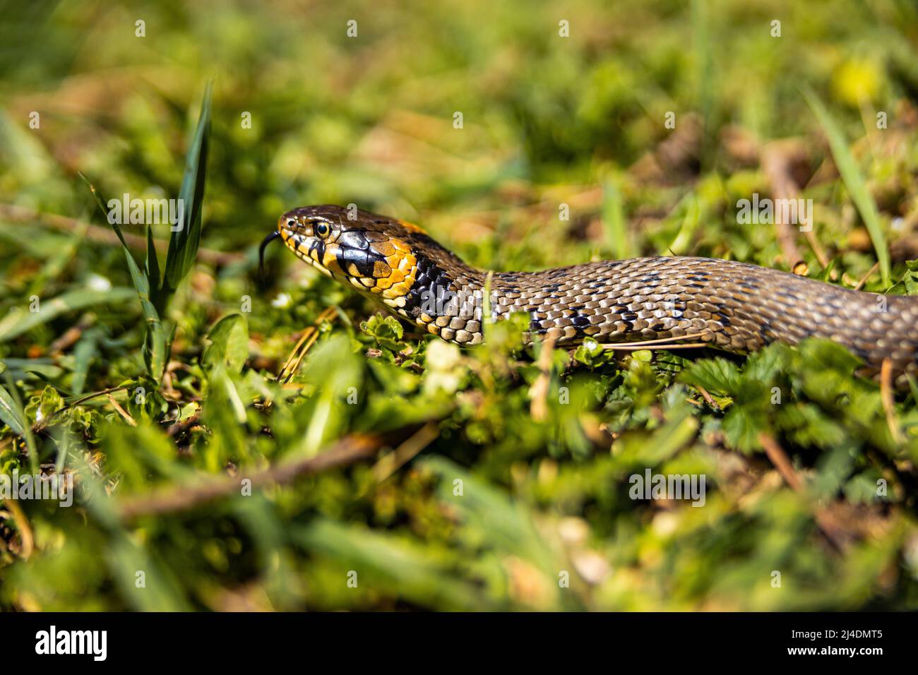 Erba comune serpente non velenoso su un campo di erba al sole. Serpenti lingua nera è fuori. Macro scatto di un serpente. Foto di alta qualità Foto Stock