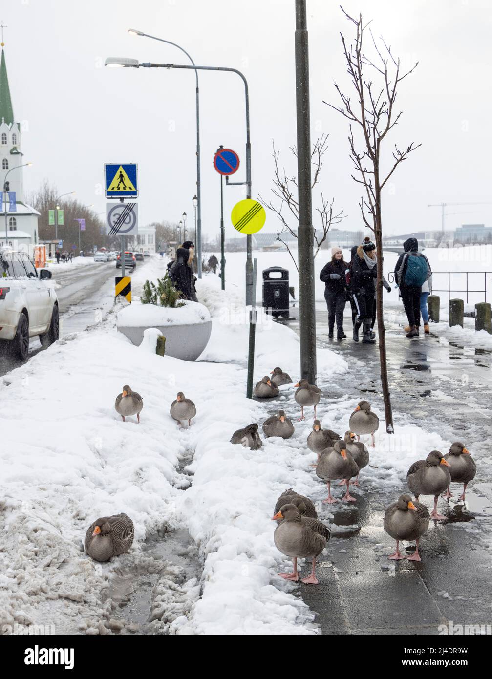 Oche sul sentiero accanto al lago di Tjornin nel centro di Reykjavík, Islanda Foto Stock