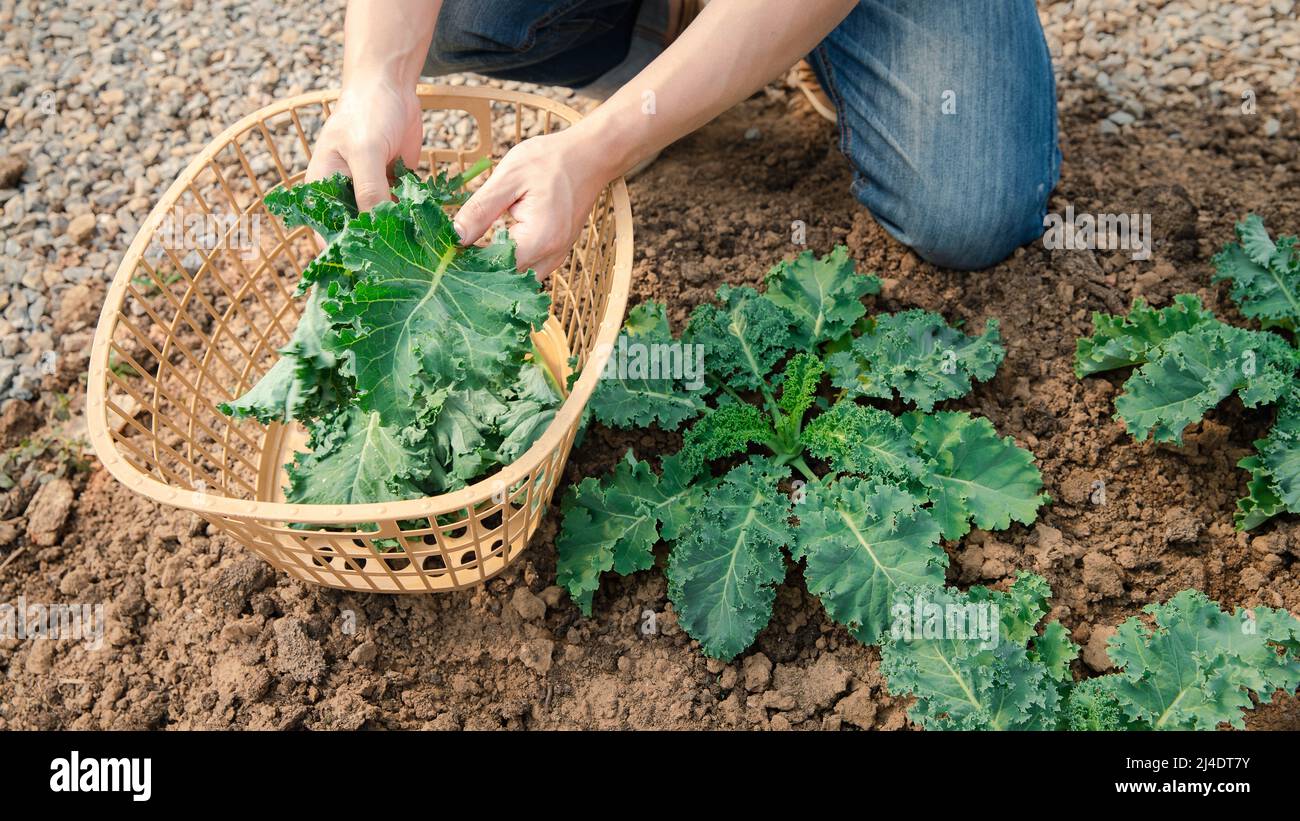 Mani di un uomo che raccoglie un broccoli dalla pianta. Ortaggi biologici in fattoria vivaio. Foto Stock