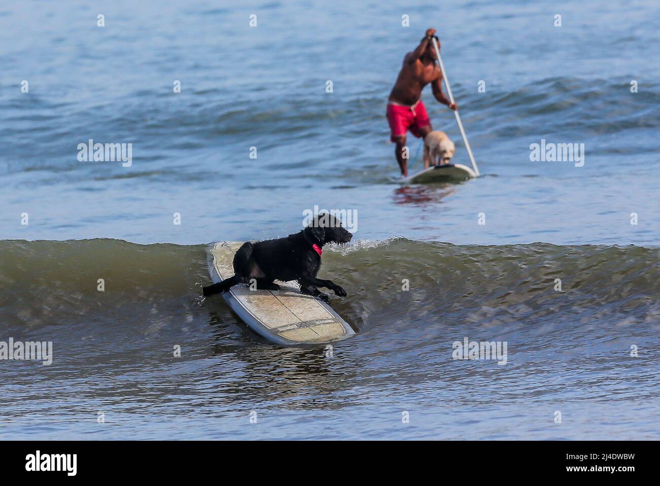 Provincia di Aurora, Filippine. 14th Apr 2022. Il surfista Mario Cardama Jr. E cani surf in una spiaggia nella provincia di Aurora, nelle Filippine, 14 aprile 2022. Fondato nel 2016, il Dog Collective è costituito da appassionati di surf che sono anche amanti del cane. Trascorrono il loro tempo libero insegnando ai loro animali domestici adottisi a fare un giro in tavola da surf nel comune di Baler nella provincia di Aurora, che è localmente conosciuta come 'il luogo di nascita del surf delle Filippine.' Credit: Rouelle Umali/Xinhua/Alamy Live News Foto Stock
