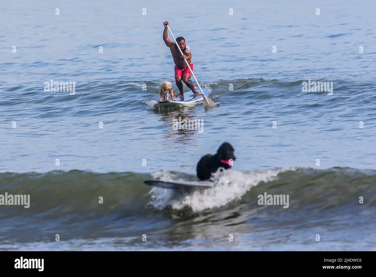 Provincia di Aurora, Filippine. 14th Apr 2022. Il surfista Mario Cardama Jr. E cani surf in una spiaggia nella provincia di Aurora, nelle Filippine, 14 aprile 2022. Fondato nel 2016, il Dog Collective è costituito da appassionati di surf che sono anche amanti del cane. Trascorrono il loro tempo libero insegnando ai loro animali domestici adottisi a fare un giro in tavola da surf nel comune di Baler nella provincia di Aurora, che è localmente conosciuta come 'il luogo di nascita del surf delle Filippine.' Credit: Rouelle Umali/Xinhua/Alamy Live News Foto Stock