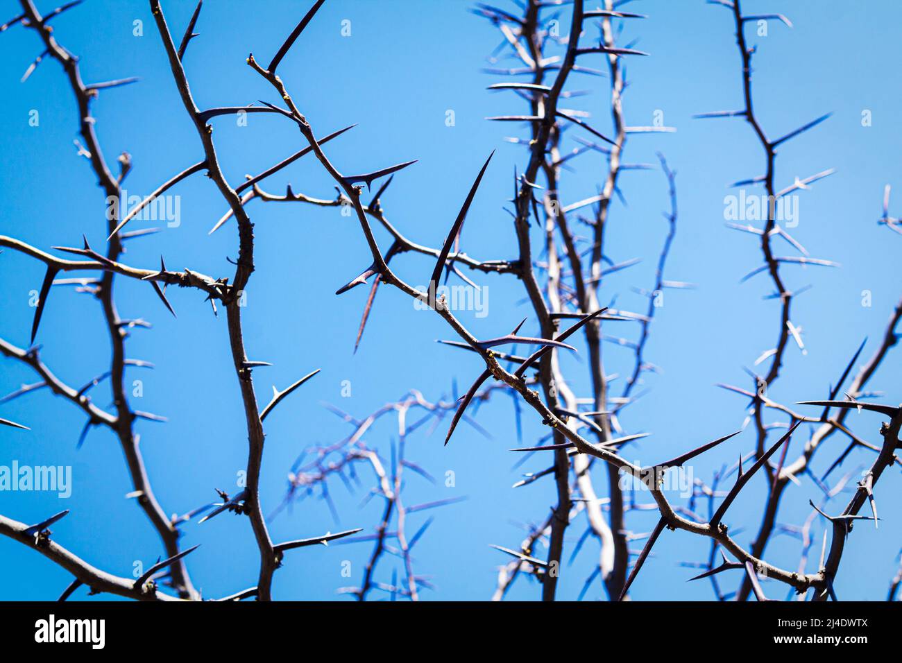 Rami di acacia spinosi con molte spine su sfondo cielo blu Foto Stock