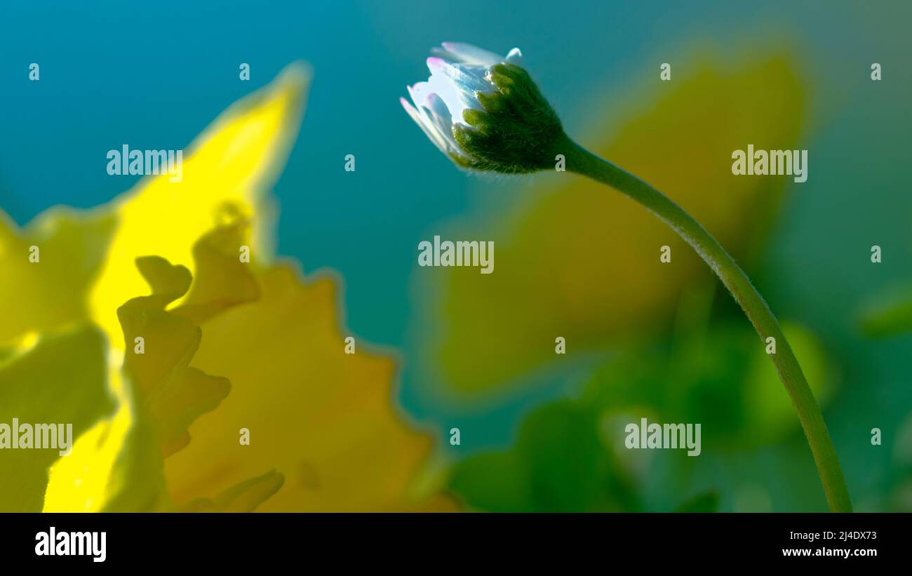 Pianta , fiori che si presentano singolarmente o in grappoli, possiede coralli di petali o di setti spesso colorati, e porta le strutture riproduttive Foto Stock