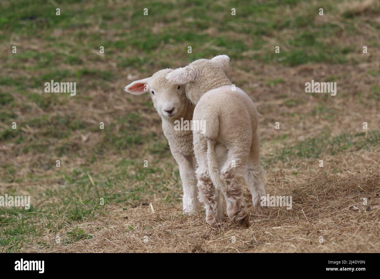 Due agnelli bianchi di lana in un pascolo in una fattoria a Sprong Foto Stock