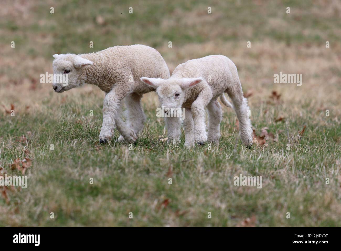 Due agnelli bianchi di lana in un pascolo in una fattoria a Sprong Foto Stock