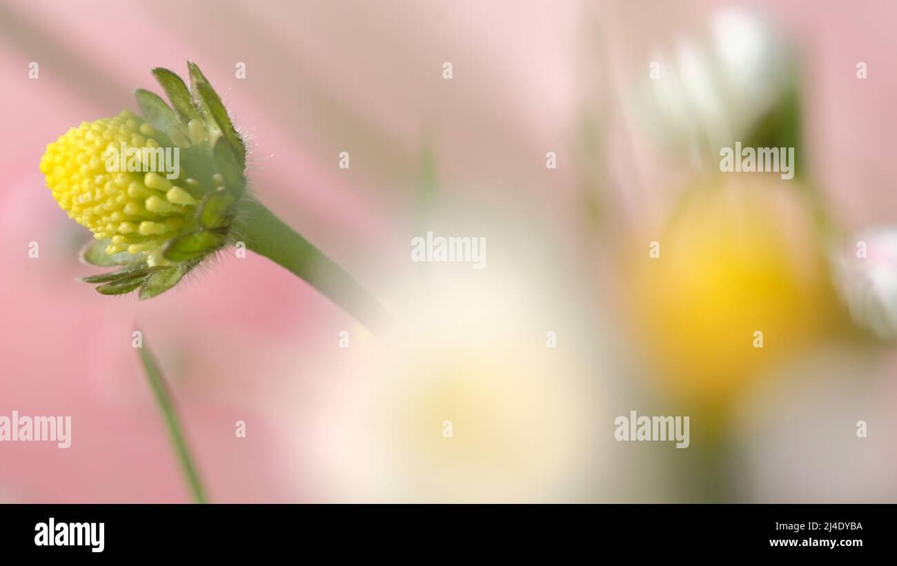 nell'ambiente in natura, sono così piccoli così bellezza così fragile solo per guardare e osservare catturarlo con i miei pensieri per essere liberi dai pensieri. Foto Stock