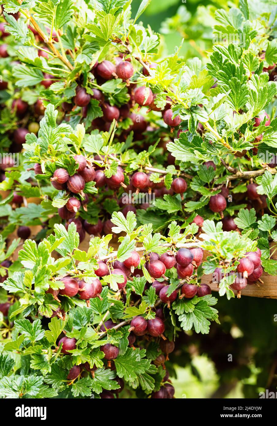 Uva rossa matura (Ribes uva-Crisspa) in giardino fatto in casa. Mazzo fresco di frutta naturale coltivato in ramo in azienda. Primo piano. Agricoltura biologica, salute Foto Stock