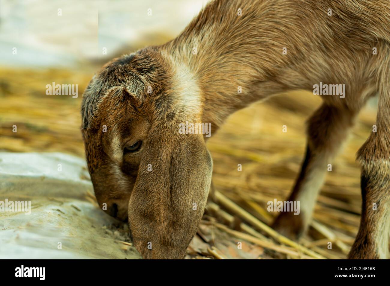 Il momento di mangiare un goatgrass in nero, grigio e bianco. Una capra è un animale di fattoria o un animale selvatico che è circa la taglia di una pecora. Foto Stock