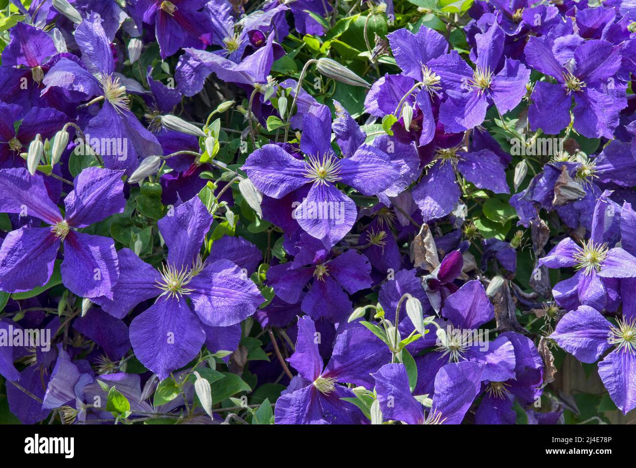 Immagine full frame di belle clematis in fiore viola profondo. Jackmanii che ha 4 petali Foto Stock