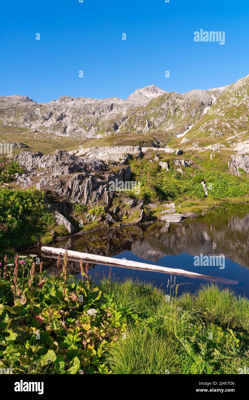 Idilliaca vista mattutina di un laghetto con un tronco di albero sul passo del Grimselpass in Svizzera Foto Stock