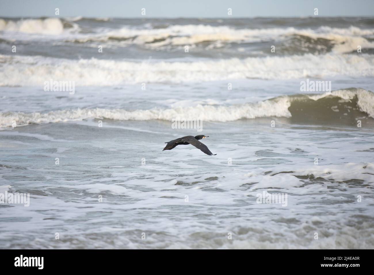 Cormorant, Phalacrocorax carbo, in posizione di volo esteso che vola basso sopra le onde minacciose del surf del mare Foto Stock