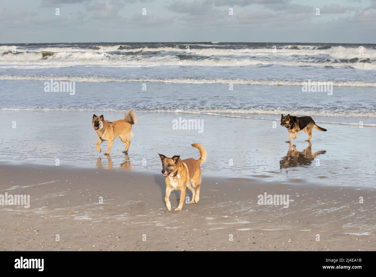 Sunrise Beach sul Mare del Nord con tre cani, un pastore tedesco e un Malinois e una croce di pastore tedesco, a piedi nella spiaggia che ha asciugato fino a Foto Stock