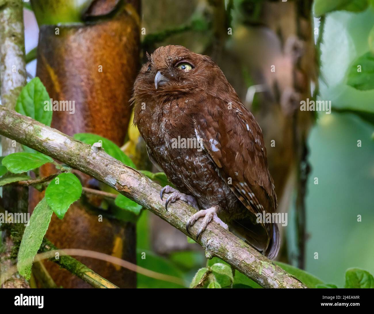 Un Choco selvatico Screech-Owl (Megascops centralis) arroccato su un ramo. Colombia, Sud America. Foto Stock