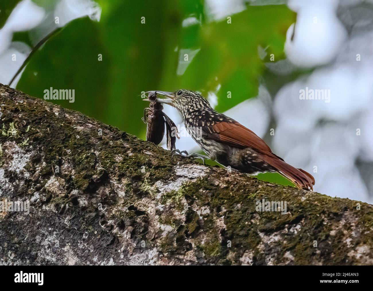 Un Woodsuperriduttore a strisce nere (Xiphynchus lachrymosus) che lotta con un insetto grande. Colombia, Sud America. Foto Stock