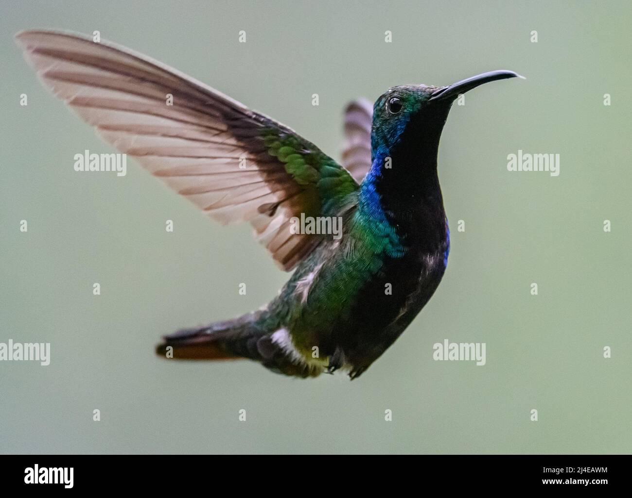 Un hummingbird maschio di mango dal lancio nero (Anthracothorax nigricollis) in volo. Colombia, Sud America. Foto Stock