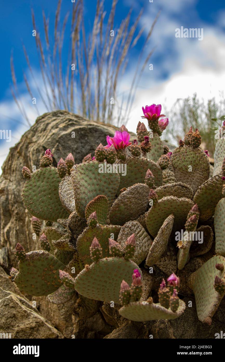 Cactus a coda di rondine nel deserto del Mojave Foto Stock