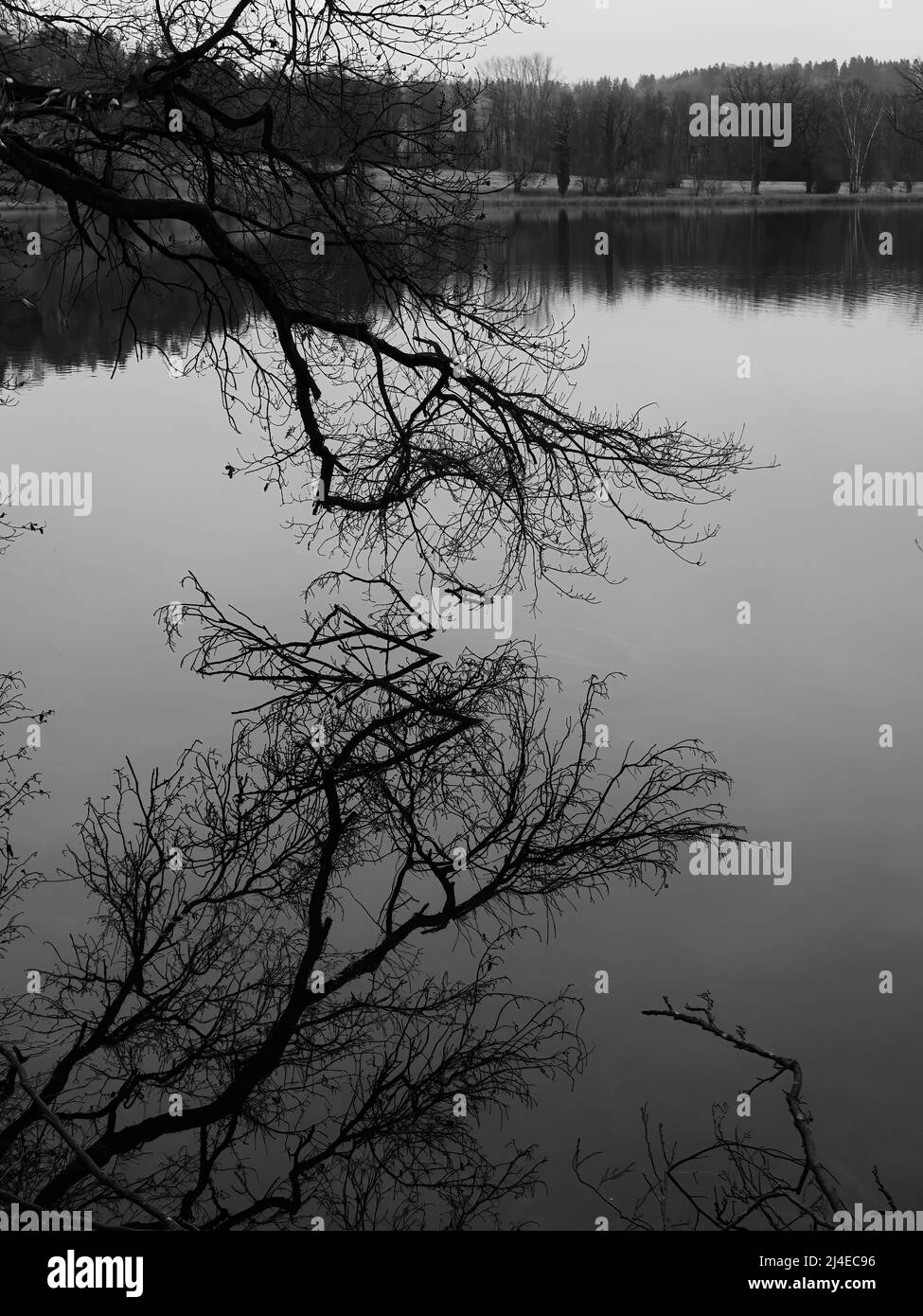 Foto monocromatica di rami di alberi e loro riflessi nelle acque del lago Katzensee a Regensdorf, Svizzera Foto Stock