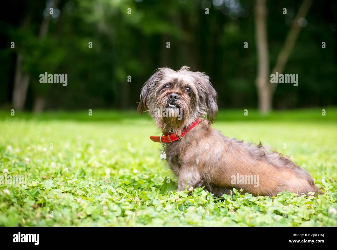 Un cane di razza mischiato scruffy con un underbite e snaggletooth Foto Stock