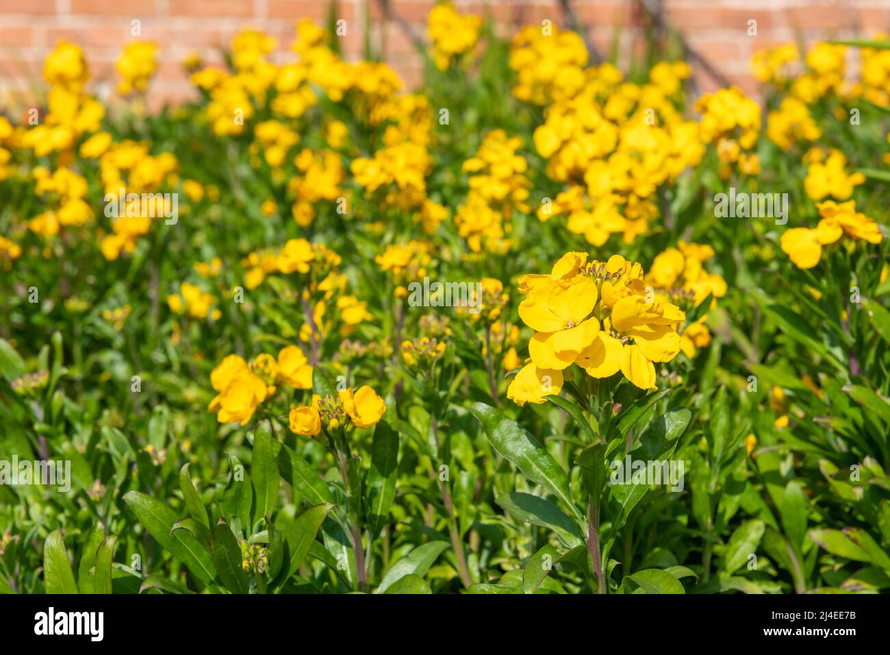 Primo piano di fiori gialli (erysimum cheiri) in fiore Foto Stock