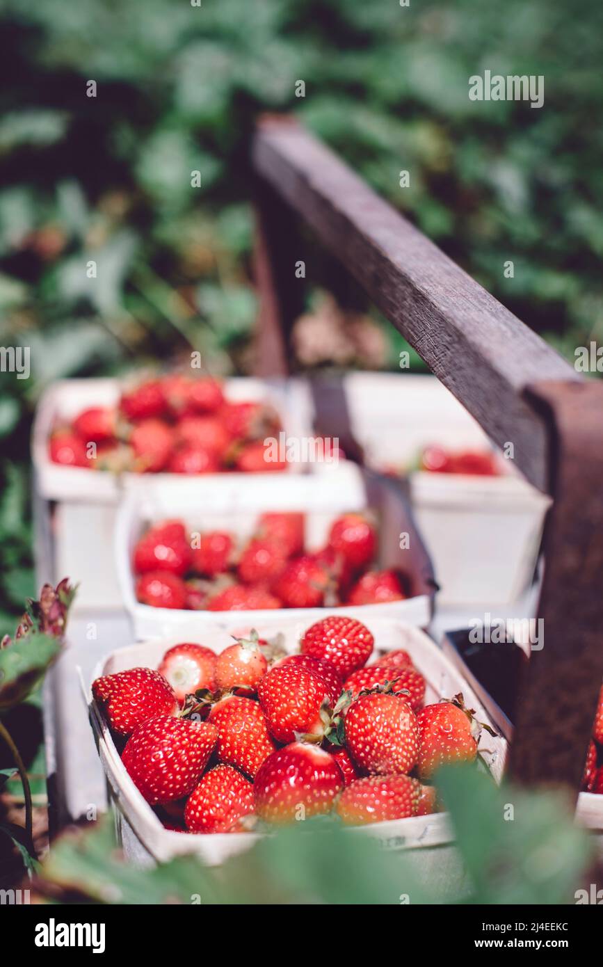 Fragole biologiche fresche selezionate in contenitore di legno il giorno d'estate Foto Stock