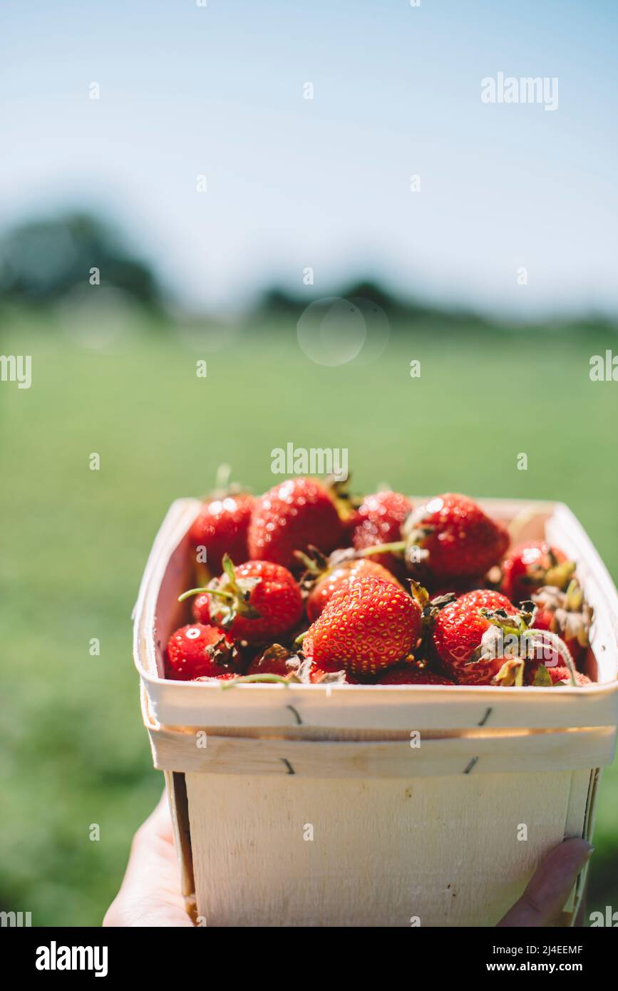 Fragole biologiche fresche selezionate in contenitore di legno il giorno d'estate Foto Stock Fragole biologiche fresche selezionate in contenitore di legno il giorno d'estate Foto Stock