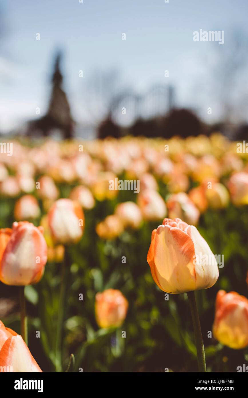 Bella tulipani freschi all'Olanda, Michigan tulipano festival tempo a fine primavera Foto Stock Bella tulipani freschi all'Olanda, Michigan tulipano festival tempo a fine primavera Foto Stock