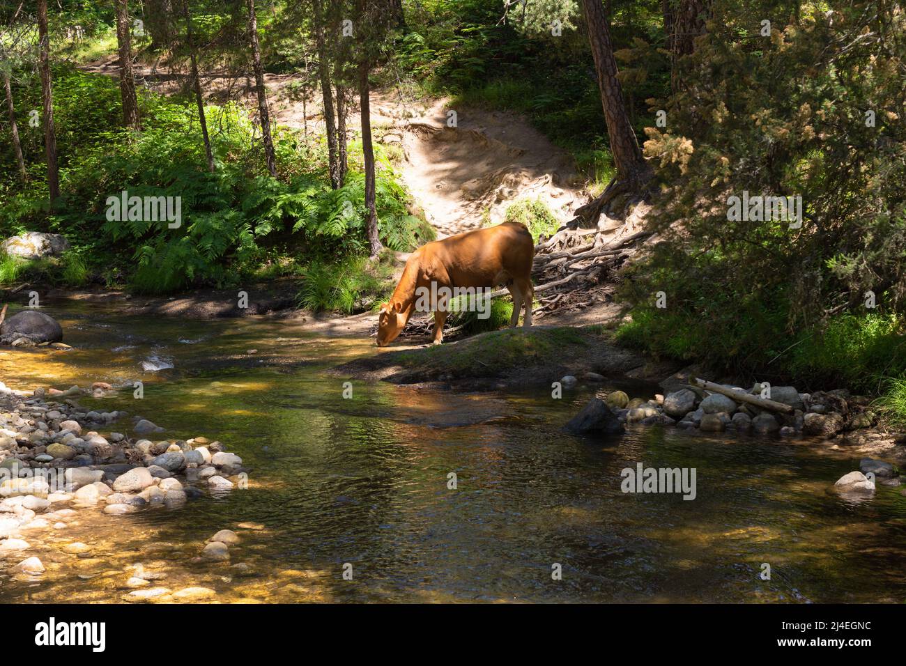 Mucca bruna, bevendo sulla riva di un fiume di alta montagna, con un sentiero dietro di lei e un guado attraverso il fiume vicino. Foto Stock