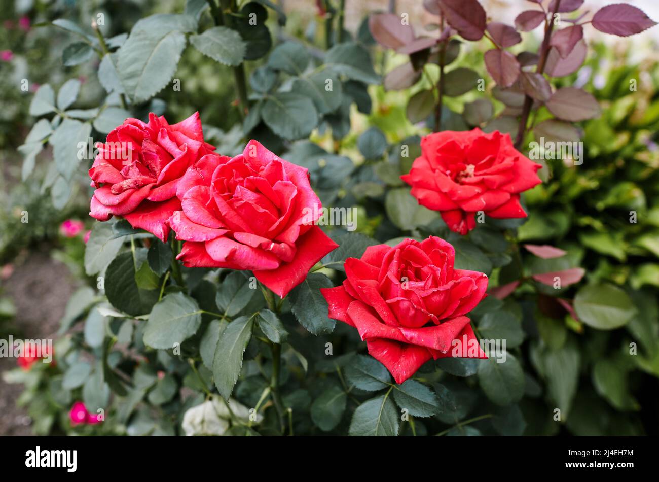 Mazzo di rose rosse in giardino. Un cespuglio di belle rose in luce estiva.  Bella primavera o estate fiore pianta rosa Foto stock - Alamy