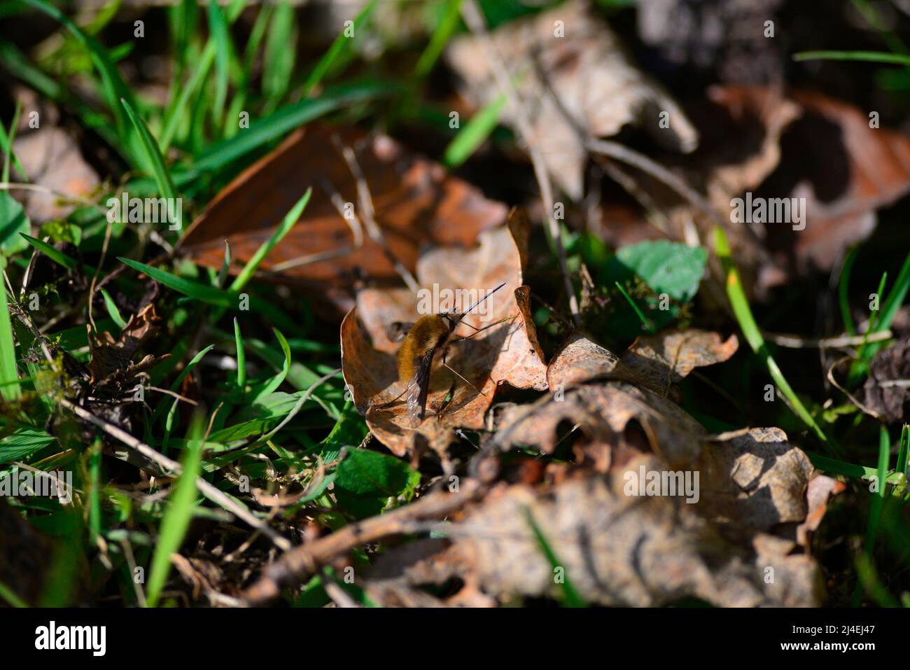 Api mosche o Bombyliidae Foto Stock